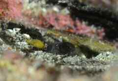 Vanneaugobius canariensis