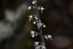 Tiarella trifoliata