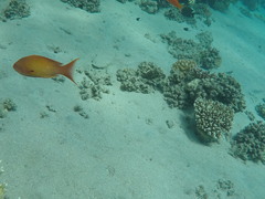 Pseudanthias squamipinnis