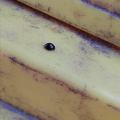 Chilocorus bipustulatus