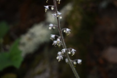 Tiarella trifoliata