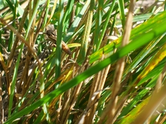 Gomphocerippus rufus