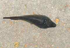 Lepadogaster lepadogaster