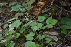 Tiarella trifoliata