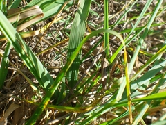 Gomphocerippus rufus