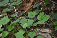Tiarella trifoliata