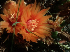 Ferocactus wislizeni