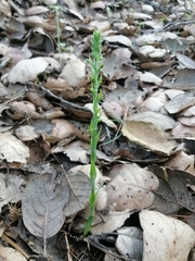 Platanthera brevifolia