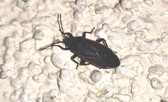 Melacoryphus lateralis