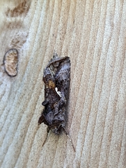Autographa precationis