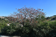 Erythrina lysistemon