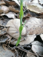 Platanthera brevifolia