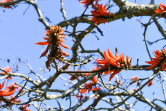 Erythrina lysistemon