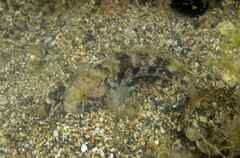 Gobius niger