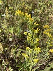 Solidago nemoralis