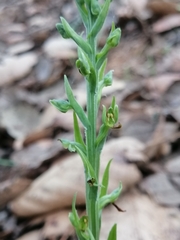 Platanthera brevifolia