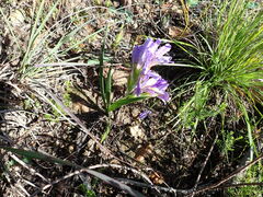 Babiana patula