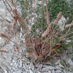 Stachys cretica