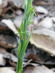 Platanthera brevifolia