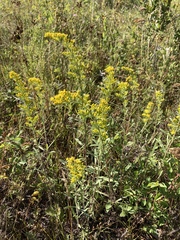 Solidago nemoralis
