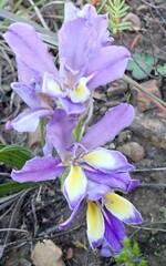 Babiana patula