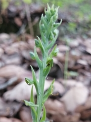 Platanthera brevifolia