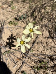 Moraea miniata