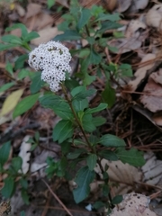 Stevia