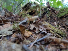 Russula fragilis