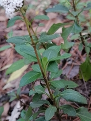 Stevia