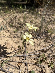 Moraea miniata