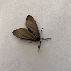 Ctenucha virginica