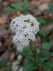 Stevia