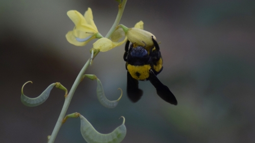 Pubescent Carpenter Bee