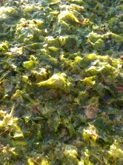 Ulva lactuca