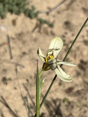 Moraea miniata