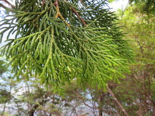 Thuja standishii, photograph 2