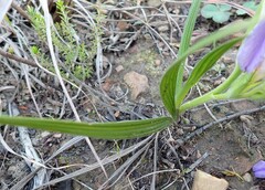 Babiana patula