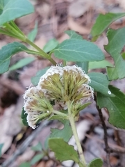 Stevia