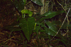 Philodendron appendiculatum
