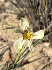 Moraea miniata