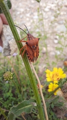 Carpocoris mediterraneus