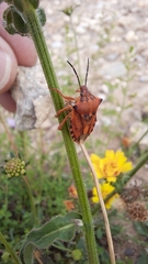 Carpocoris mediterraneus
