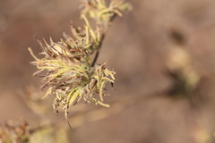 Cordylanthus rigidus