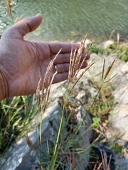 Bothriochloa