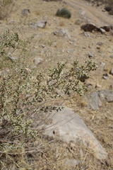 Artemisia taurica