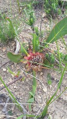 Protea acaulos
