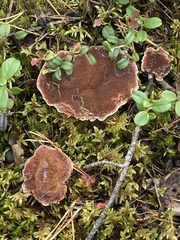 Hydnellum peckii