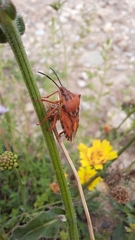 Carpocoris mediterraneus