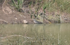 Amaurornis phoenicurus